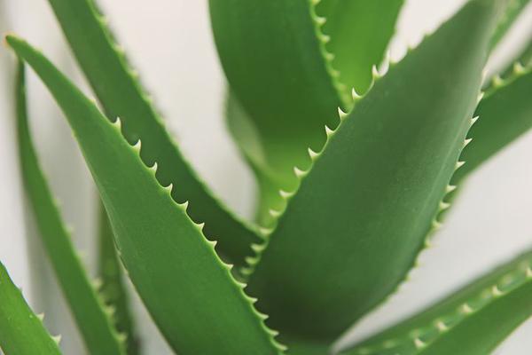 Aloes z pokrzywą wzmacnia zdrowie