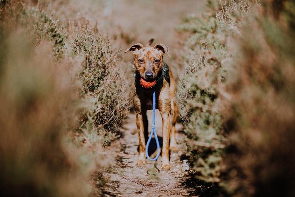 Plecione psie smycze – trwałość i bezpieczeństwo